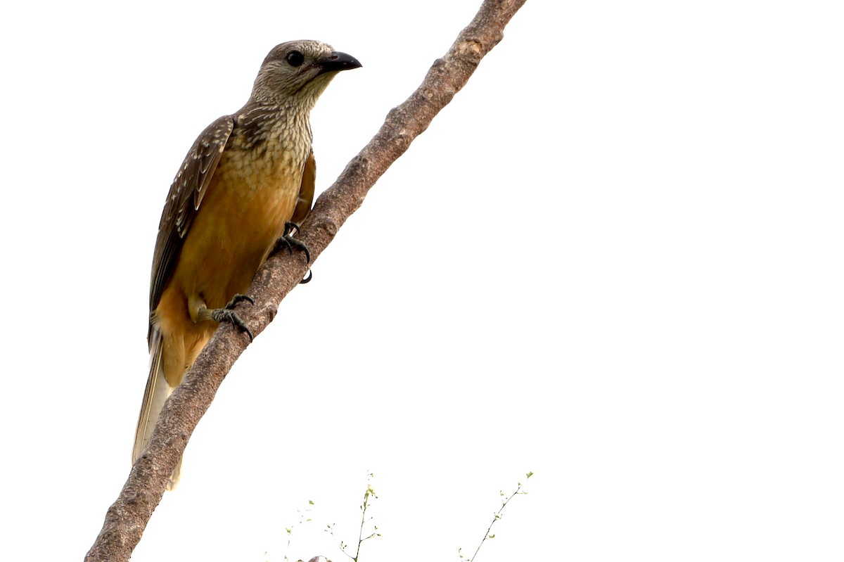 Fawn-breasted Bowerbird - ML640669220