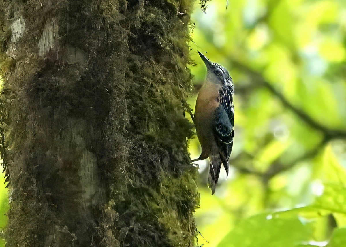 Beautiful Nuthatch - ML640669279