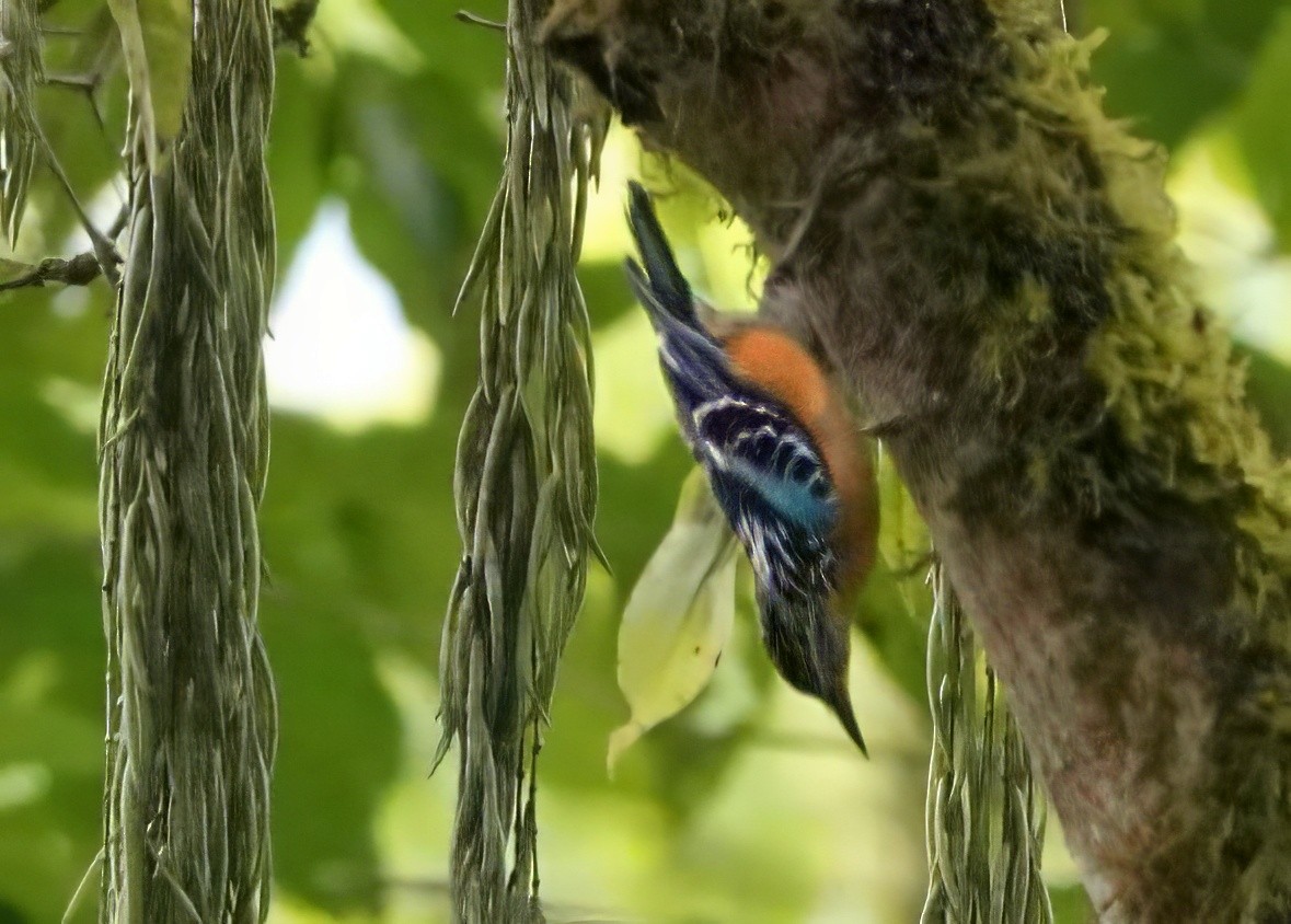 Beautiful Nuthatch - ML640669280