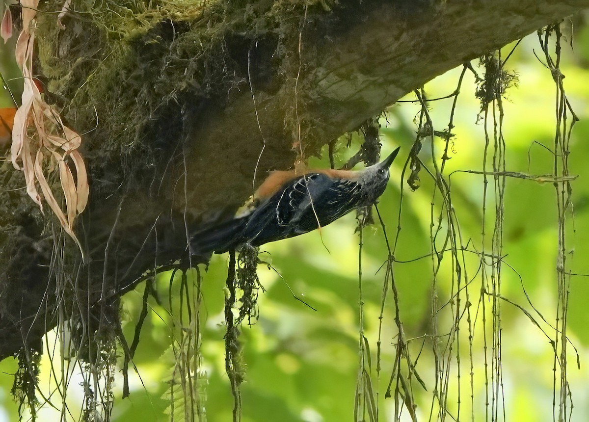 Beautiful Nuthatch - ML640669281