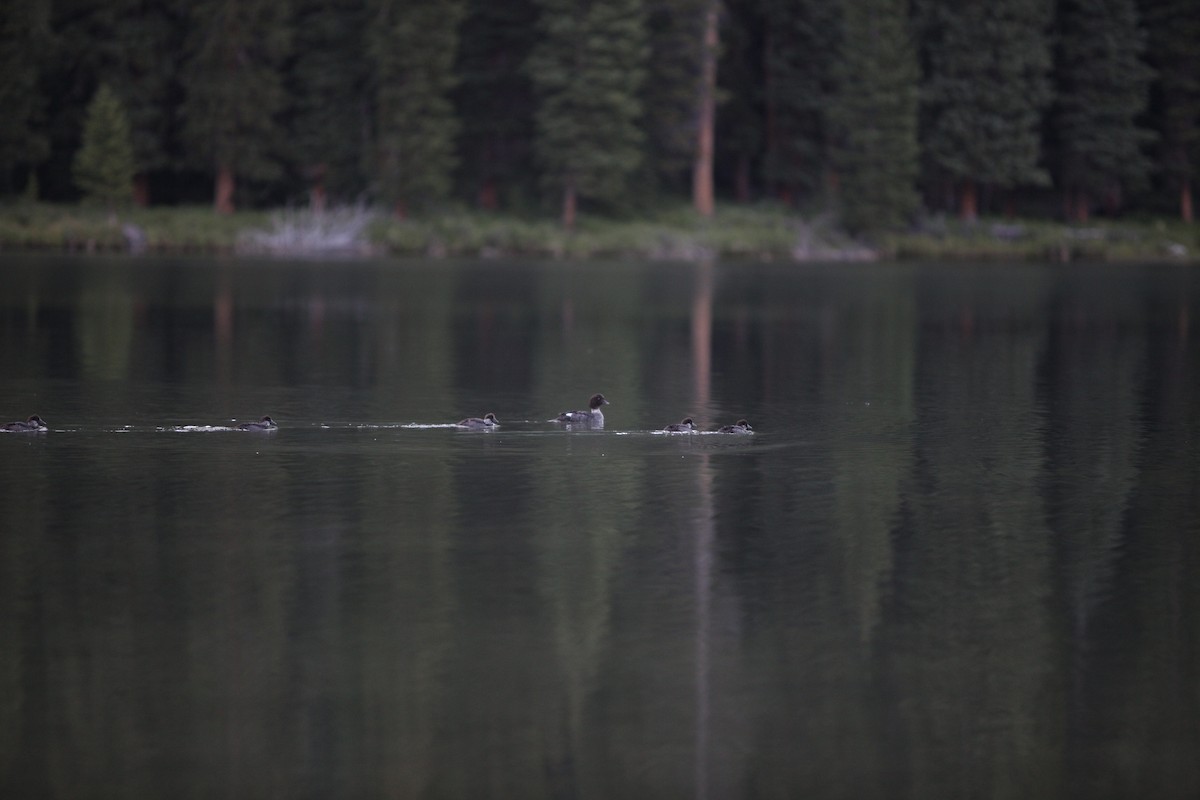 Common/Barrow's Goldeneye - ML640669301