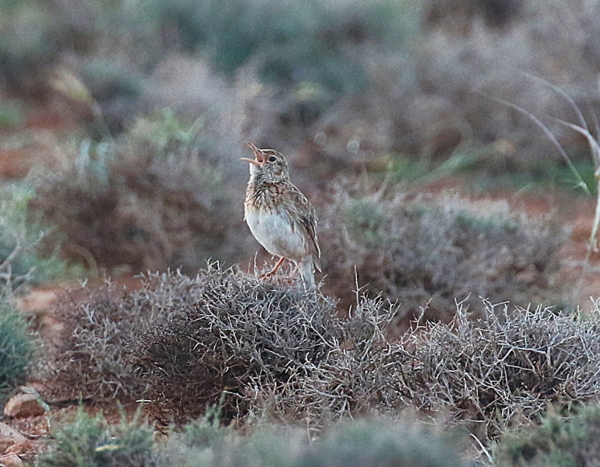 Dupontlerche - ML640669304