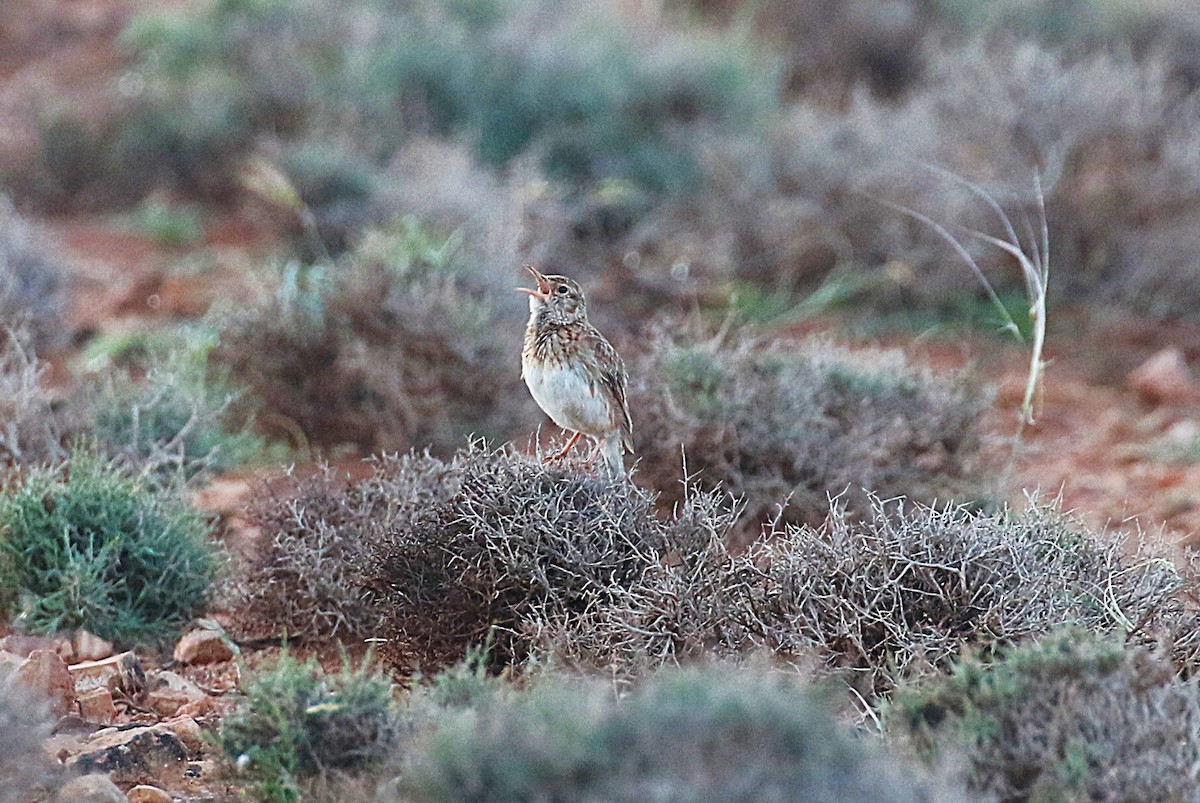 Dupontlerche - ML640669305