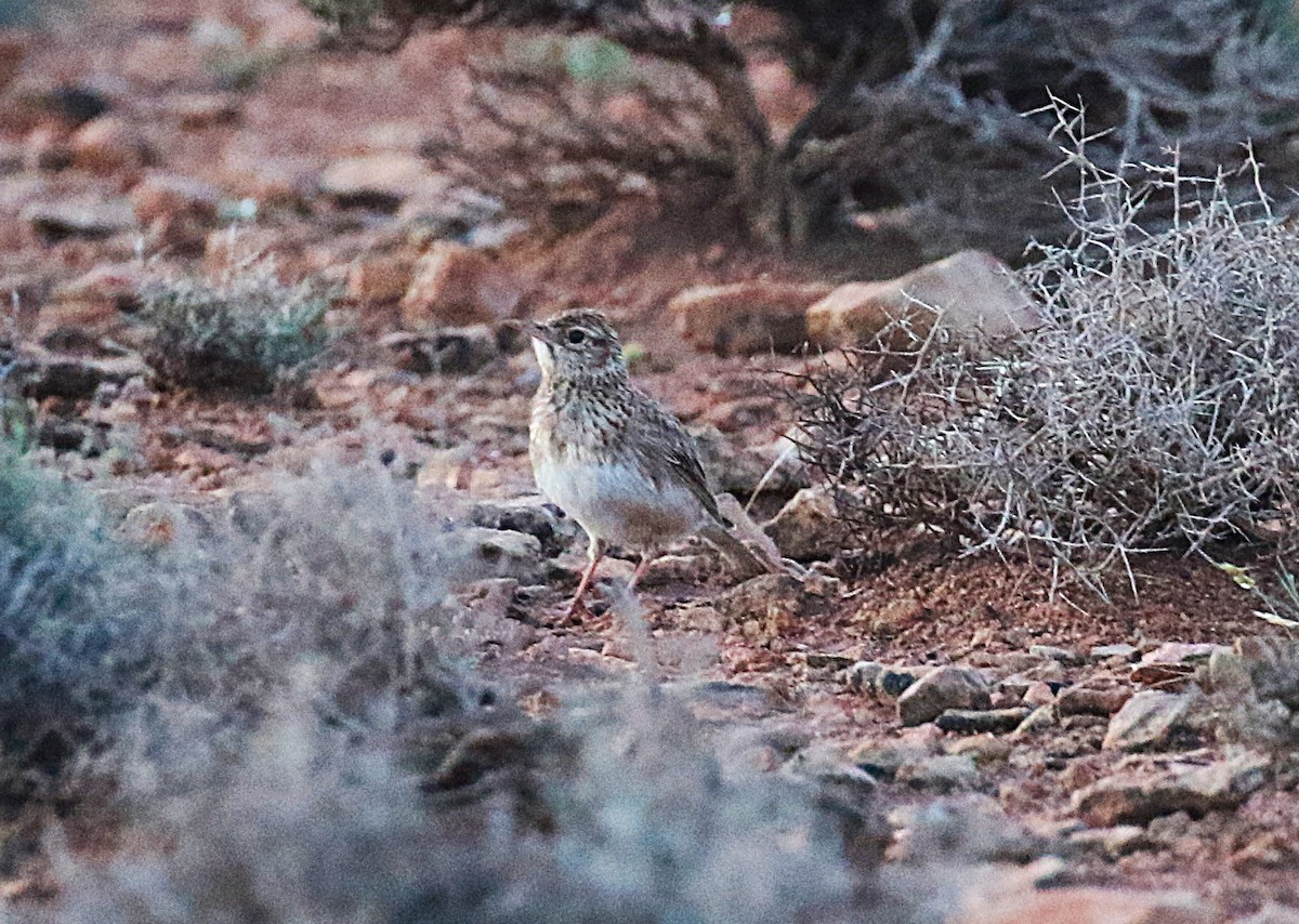 Dupontlerche - ML640669306