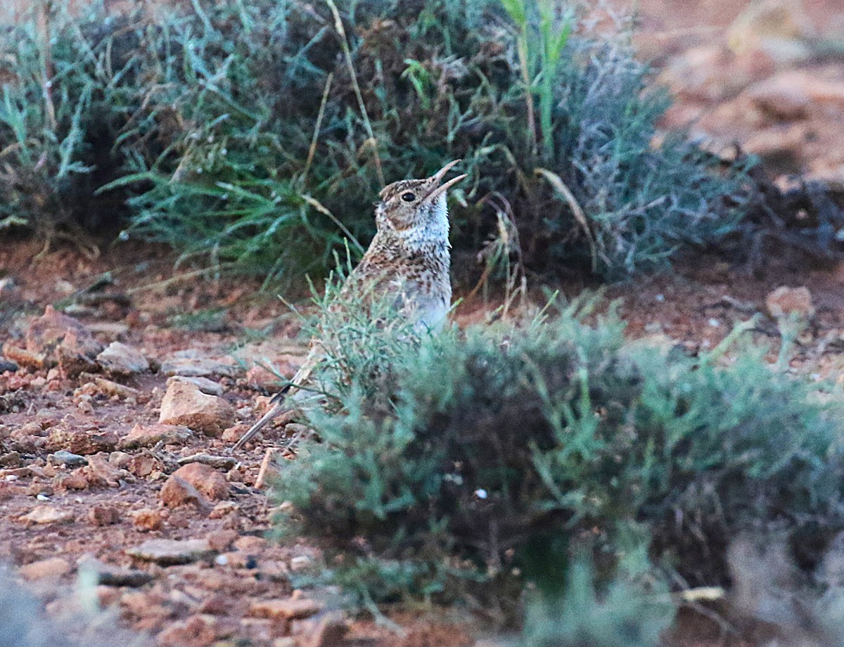 Dupontlerche - ML640669307