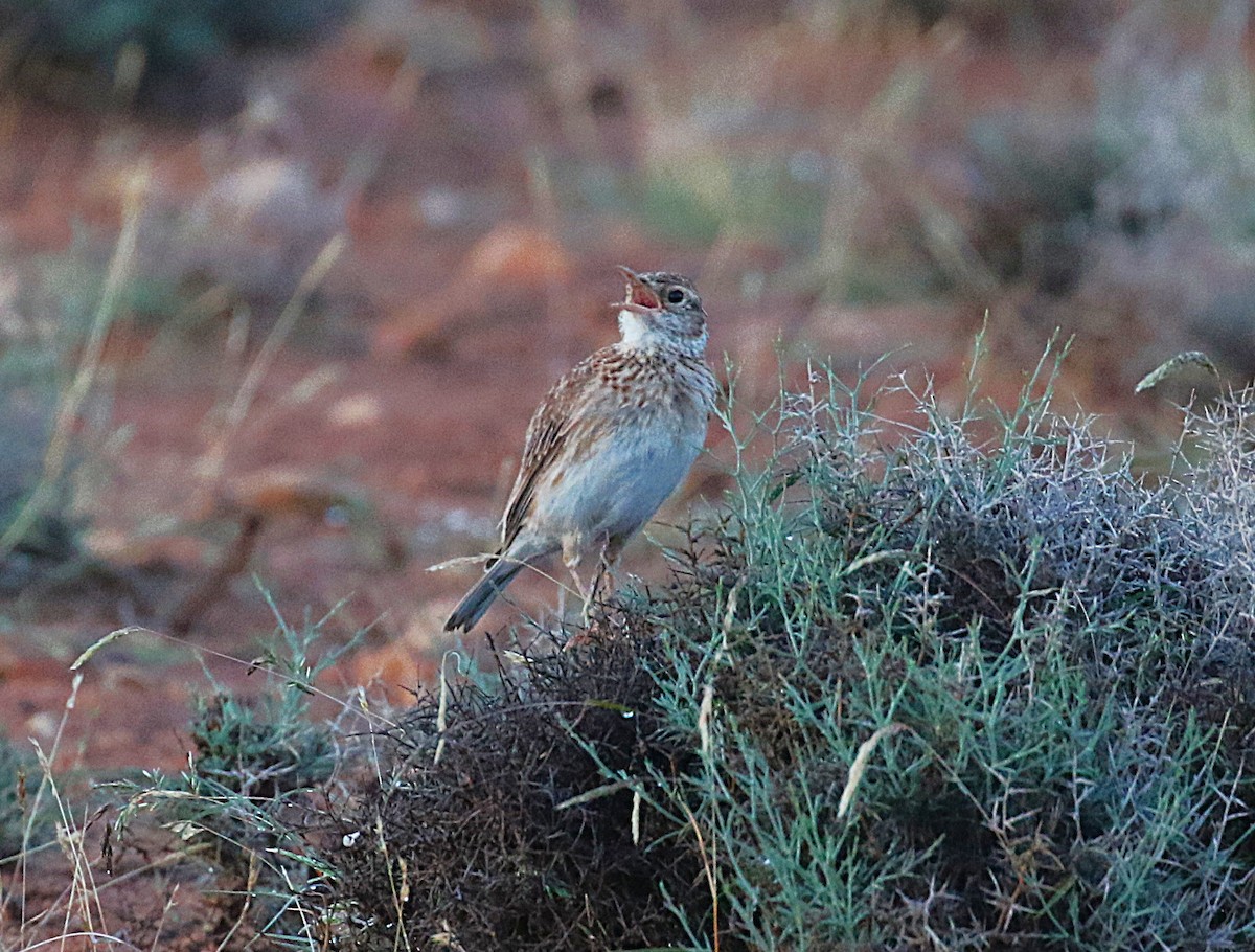 Dupontlerche - ML640669308