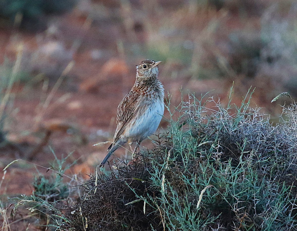 Dupontlerche - ML640669309