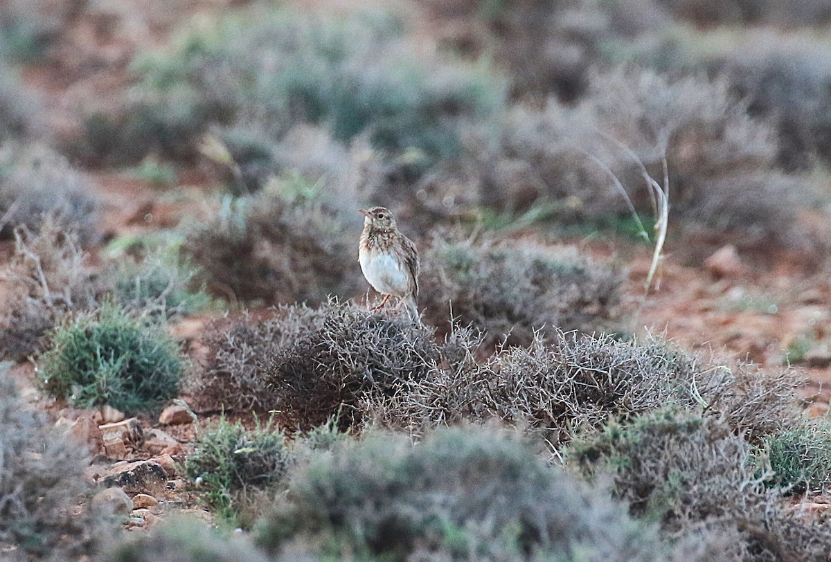 Dupontlerche - ML640669310