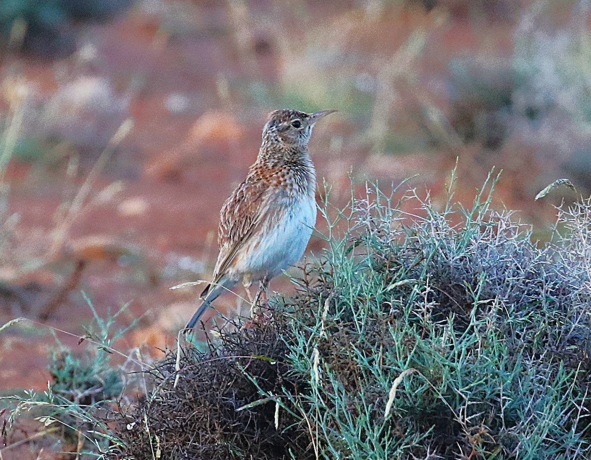 Dupontlerche - ML640669311