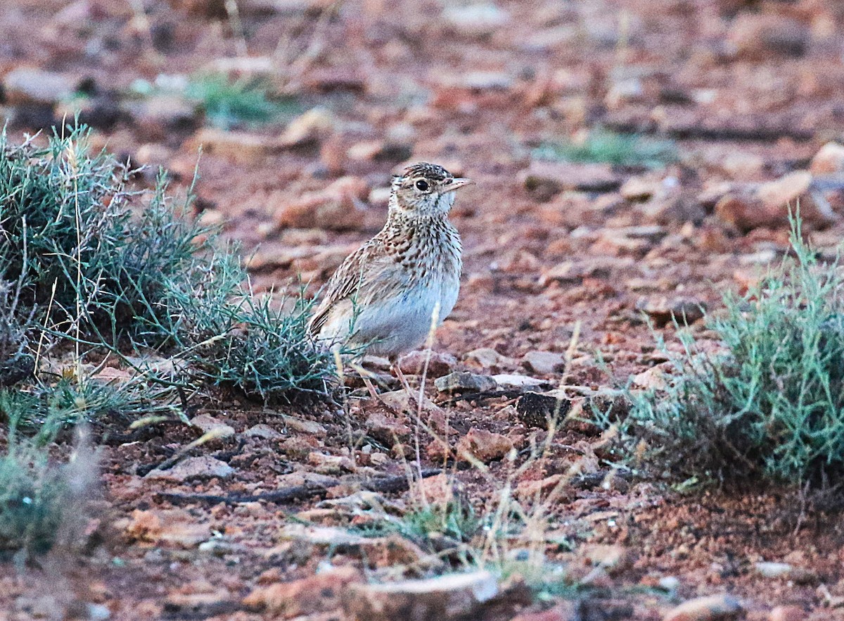 Dupontlerche - ML640669312