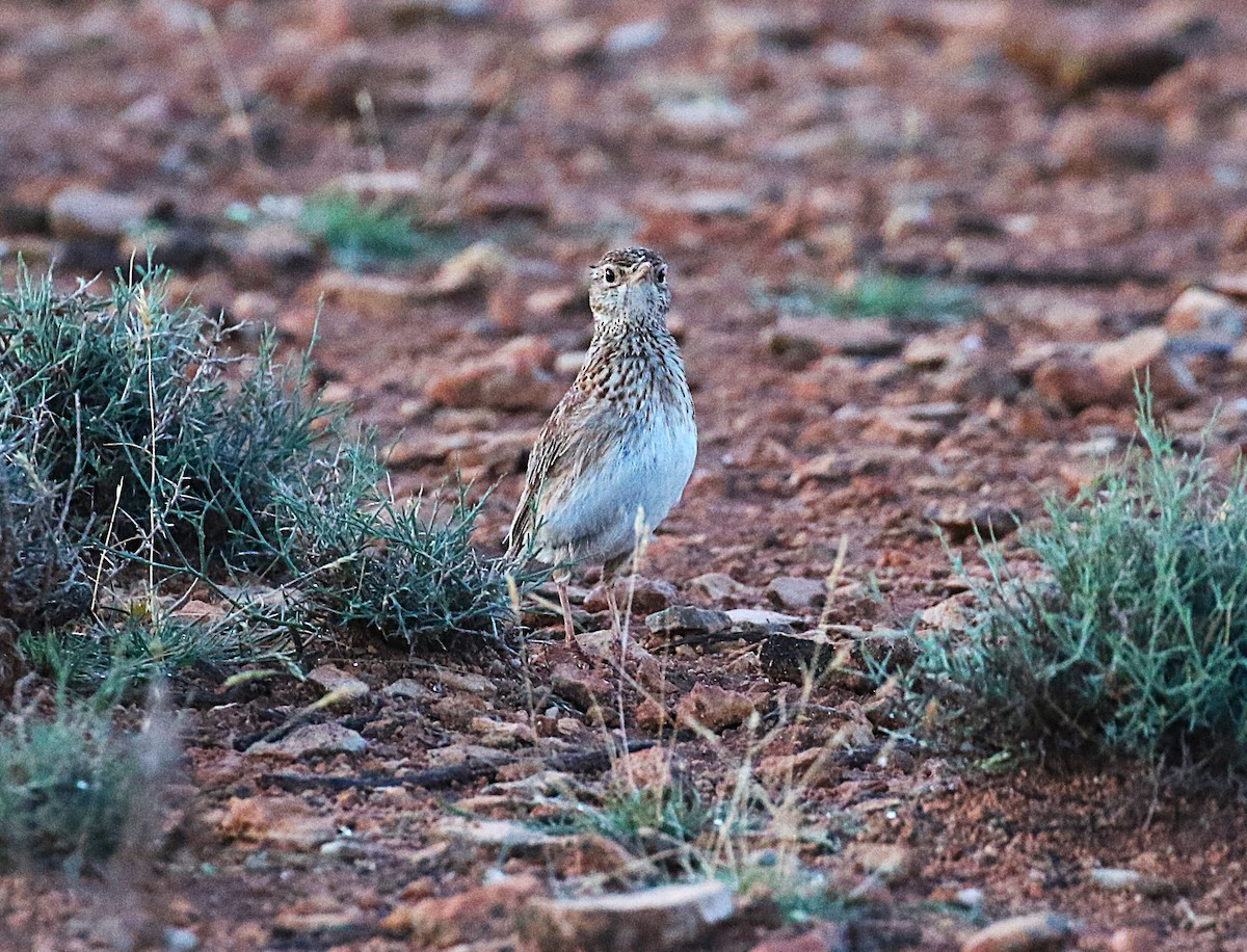 Dupontlerche - ML640669315