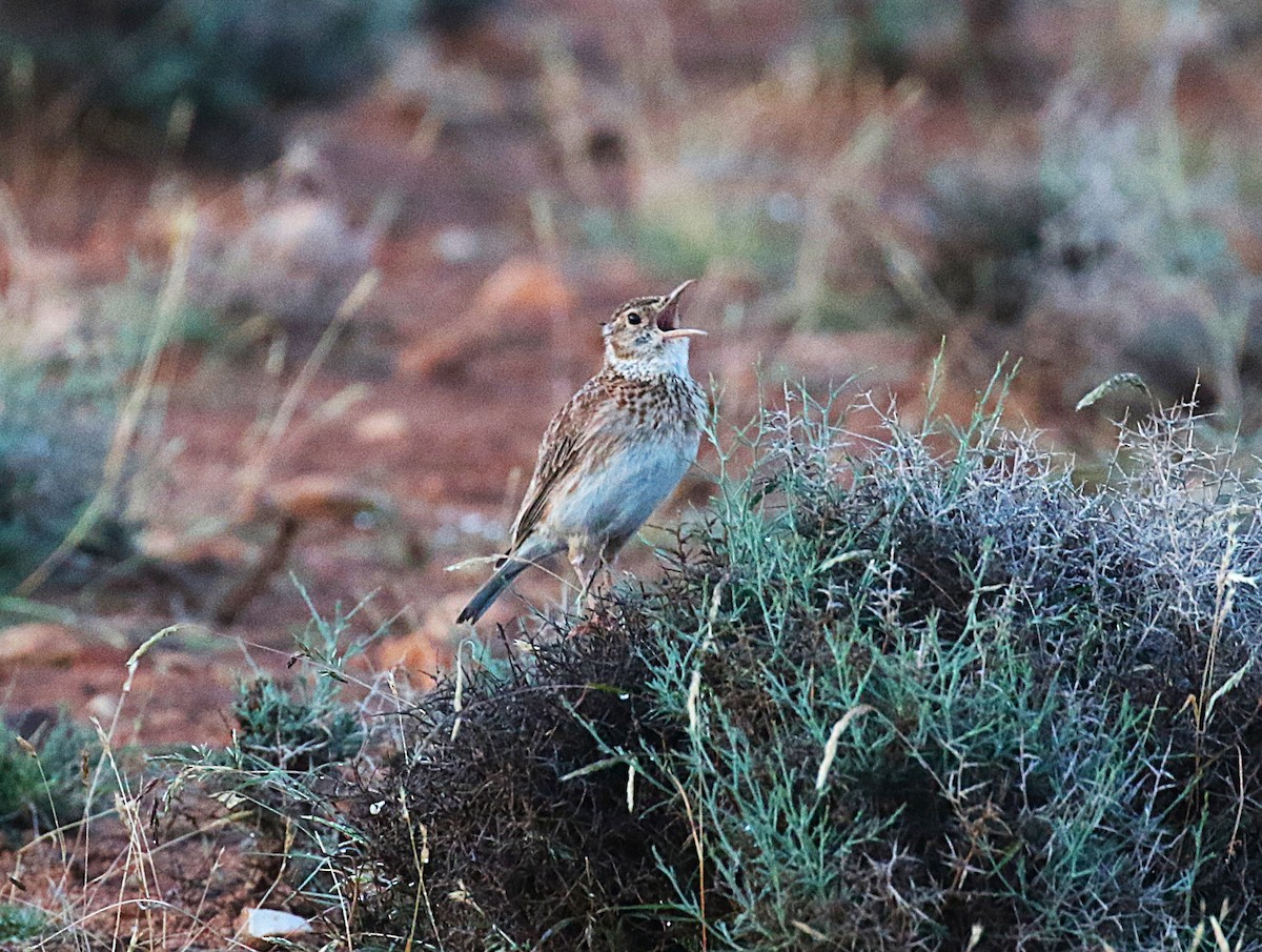 Dupontlerche - ML640669316