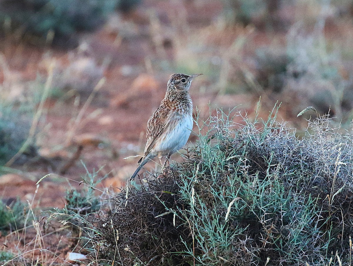 Dupontlerche - ML640669318