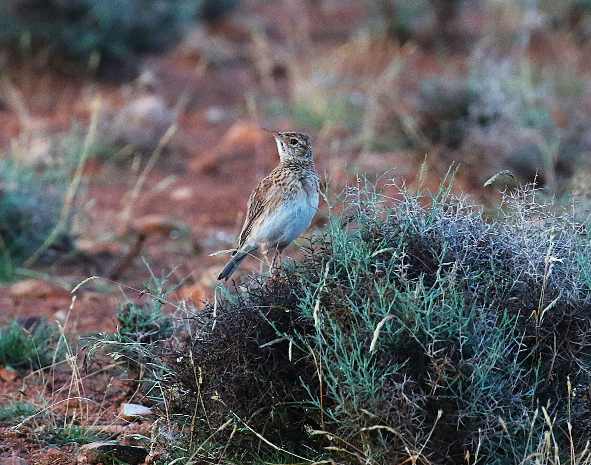 Dupontlerche - ML640669319