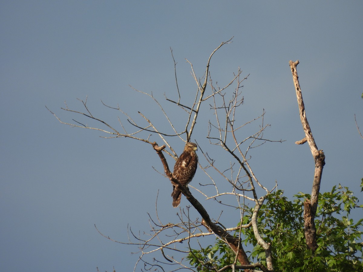 Red-shouldered Hawk - ML640669322