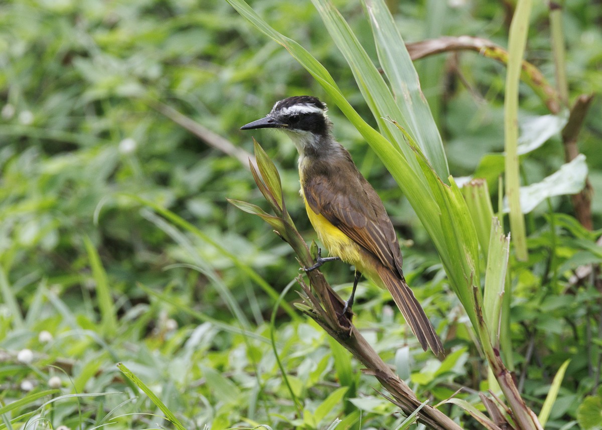 Lesser Kiskadee - ML640669323