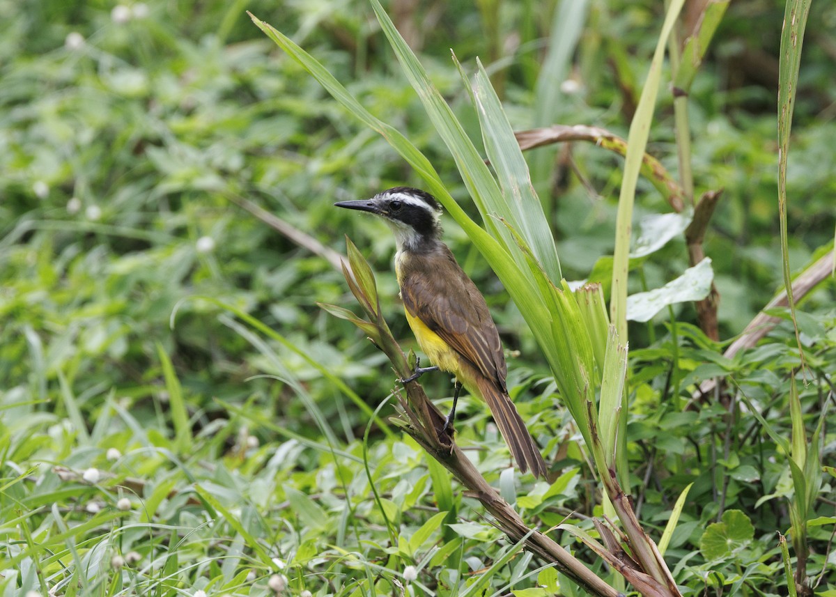 Lesser Kiskadee - ML640669327