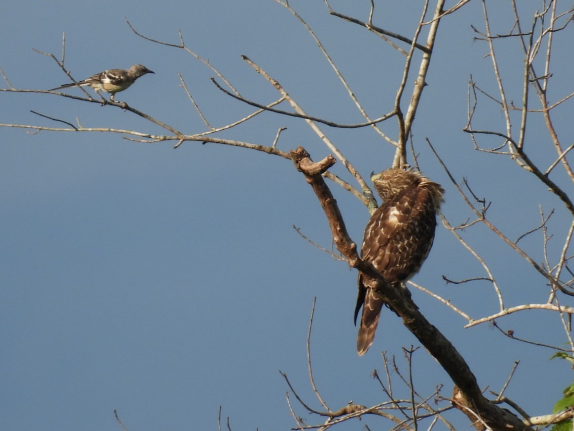 Red-shouldered Hawk - ML640669373