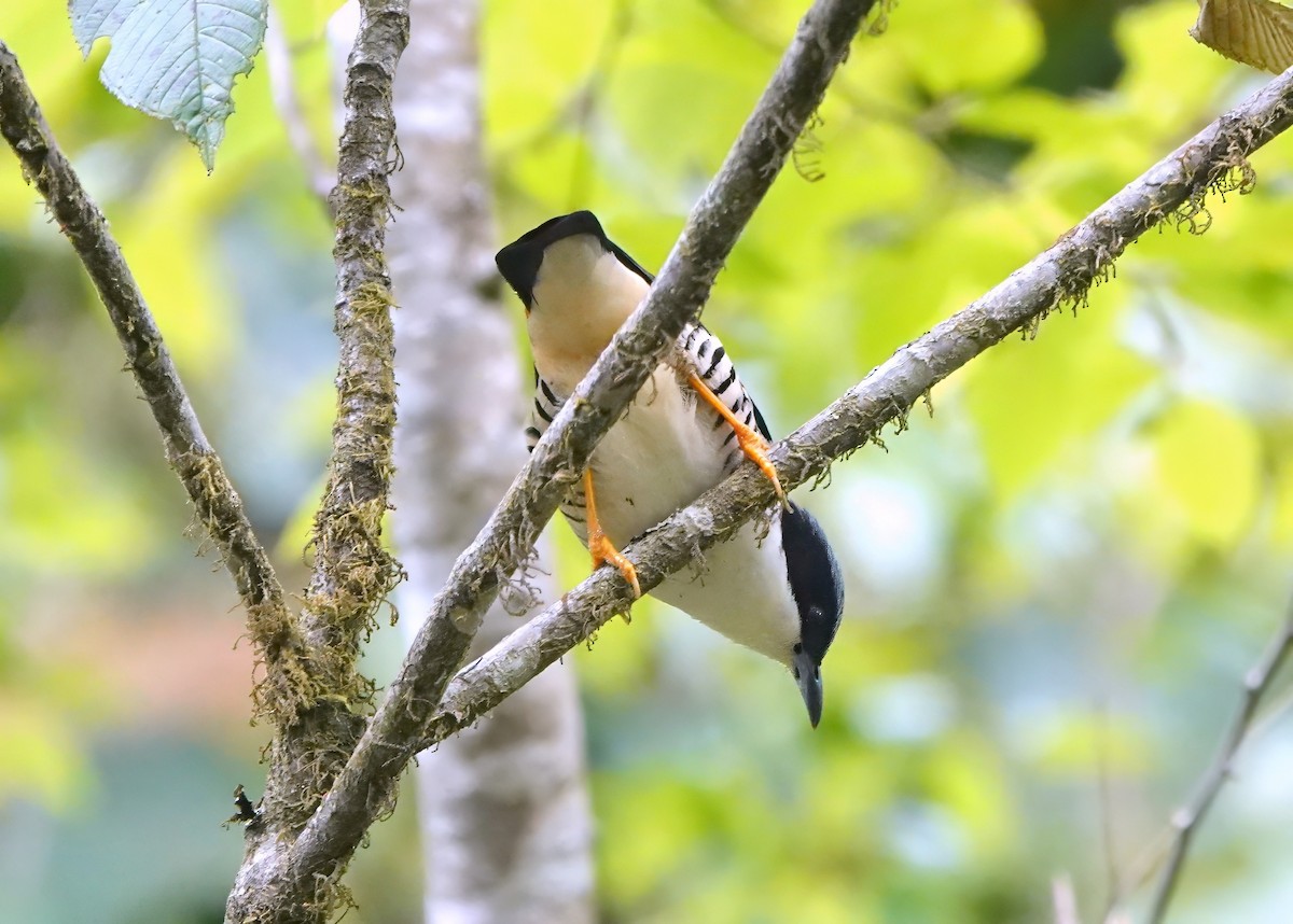 Himalaya Kutyası - ML640669380