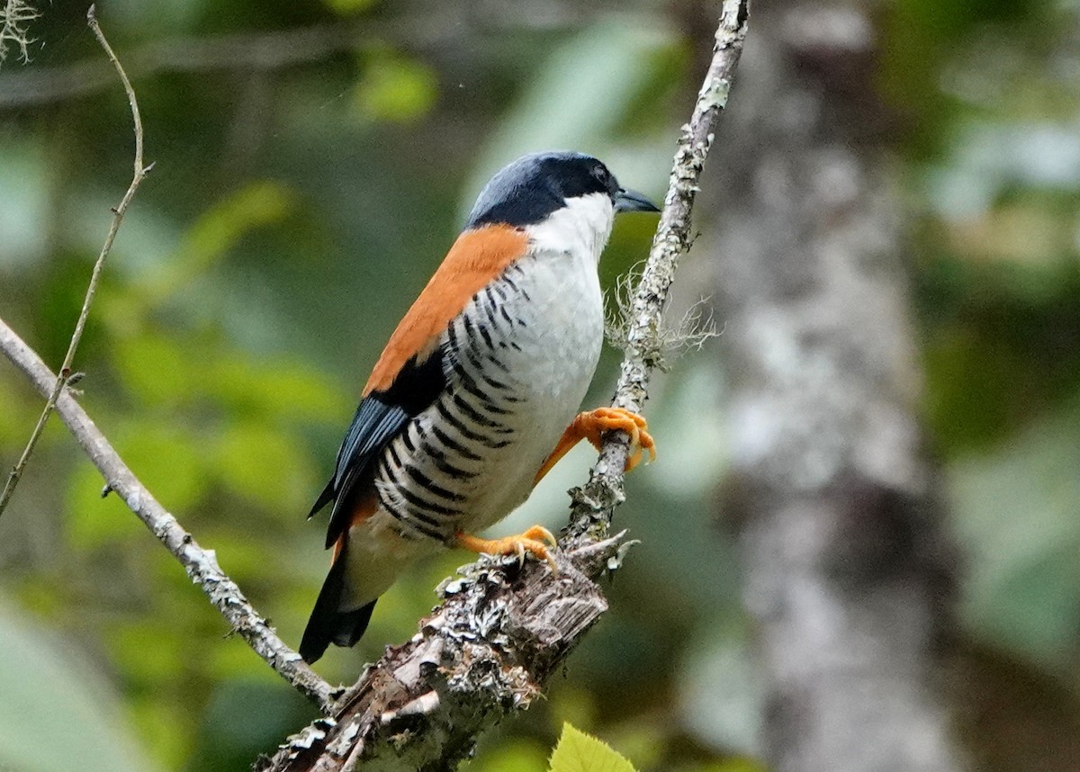 Himalaya Kutyası - ML640669381