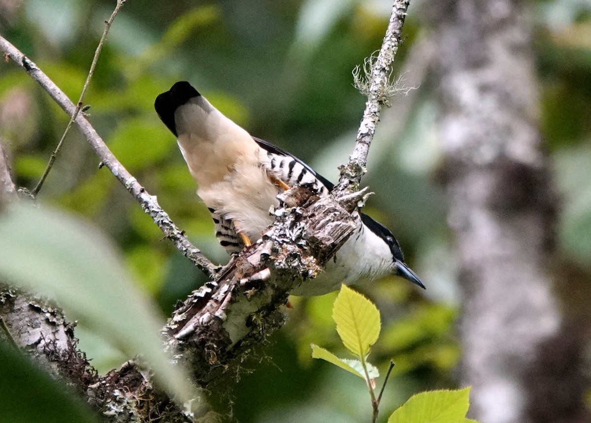 Himalaya Kutyası - ML640669382