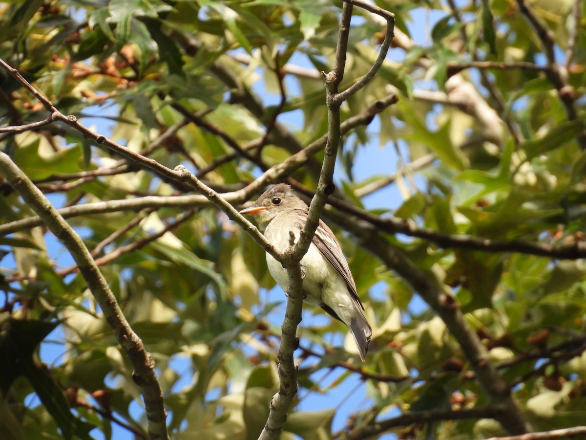 Eastern Wood-Pewee - ML640669400