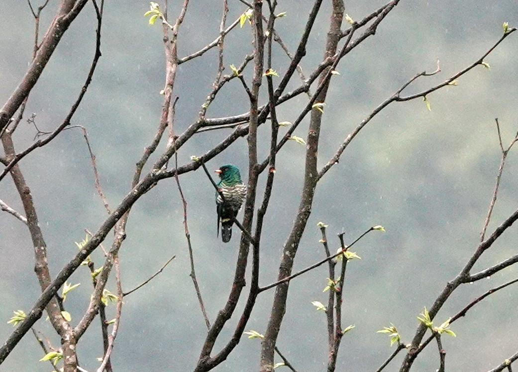Asian Emerald Cuckoo - ML640669417