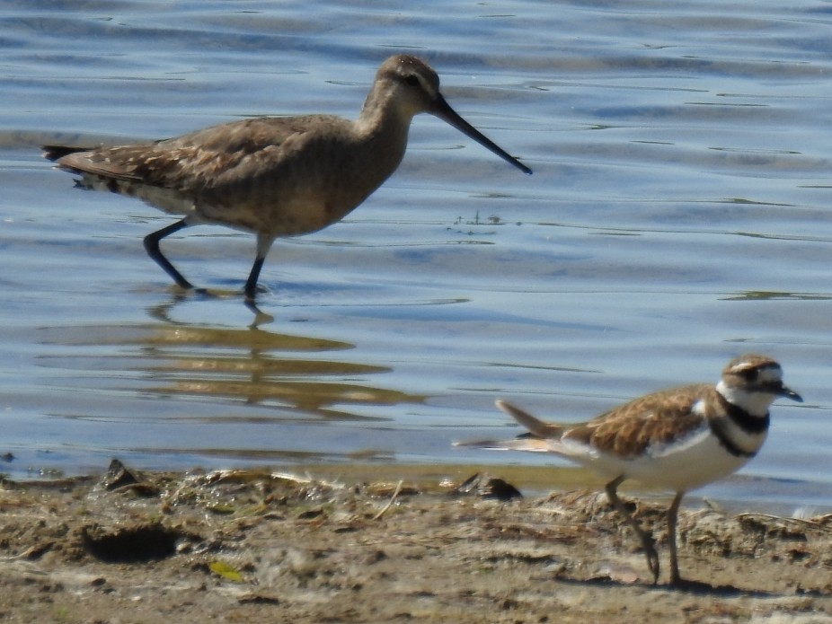 břehouš aljašský - ML640669424