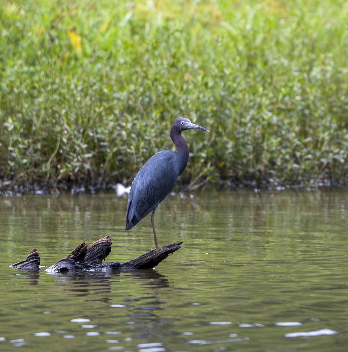 Little Blue Heron - ML640669440