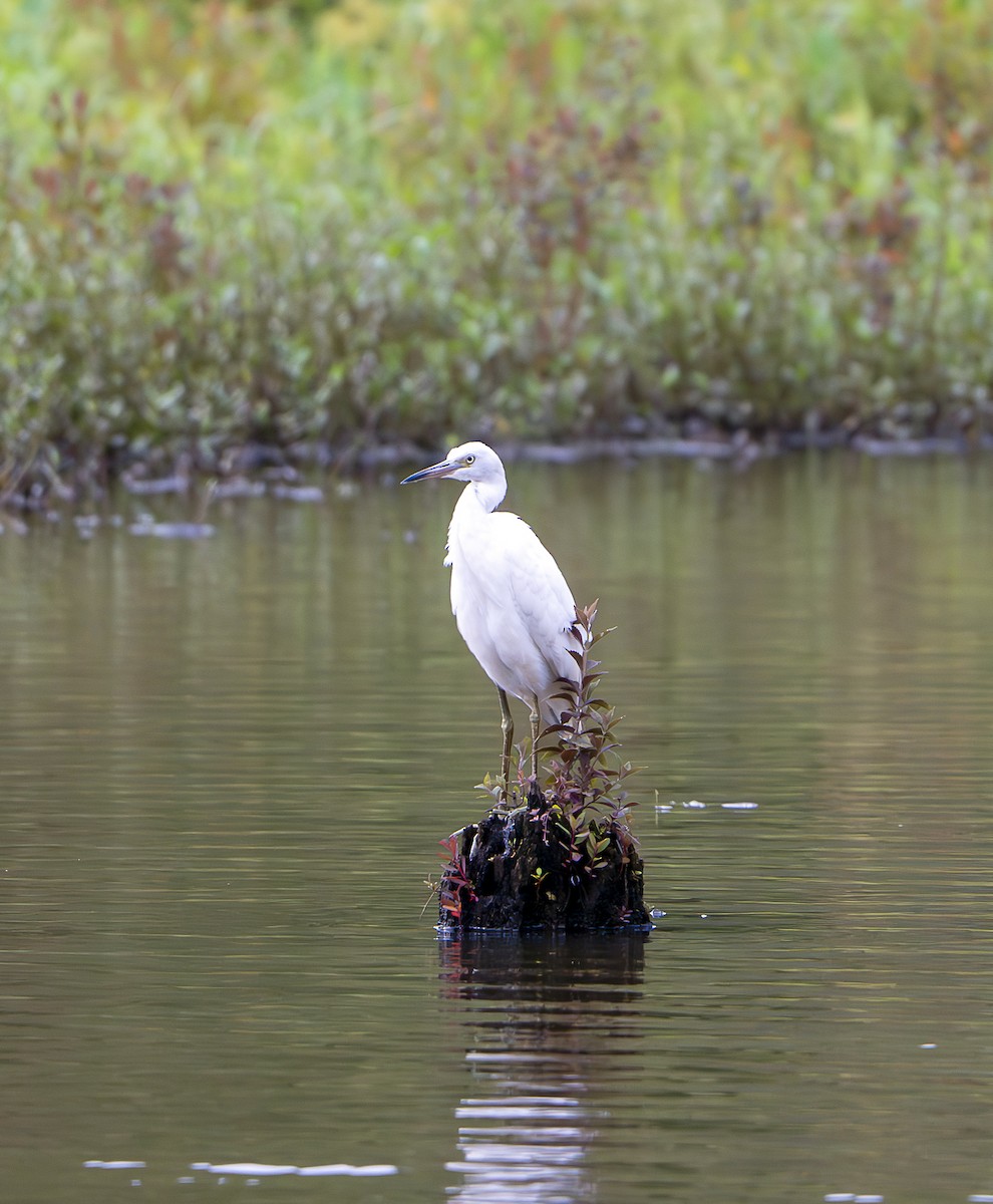 Little Blue Heron - ML640669457
