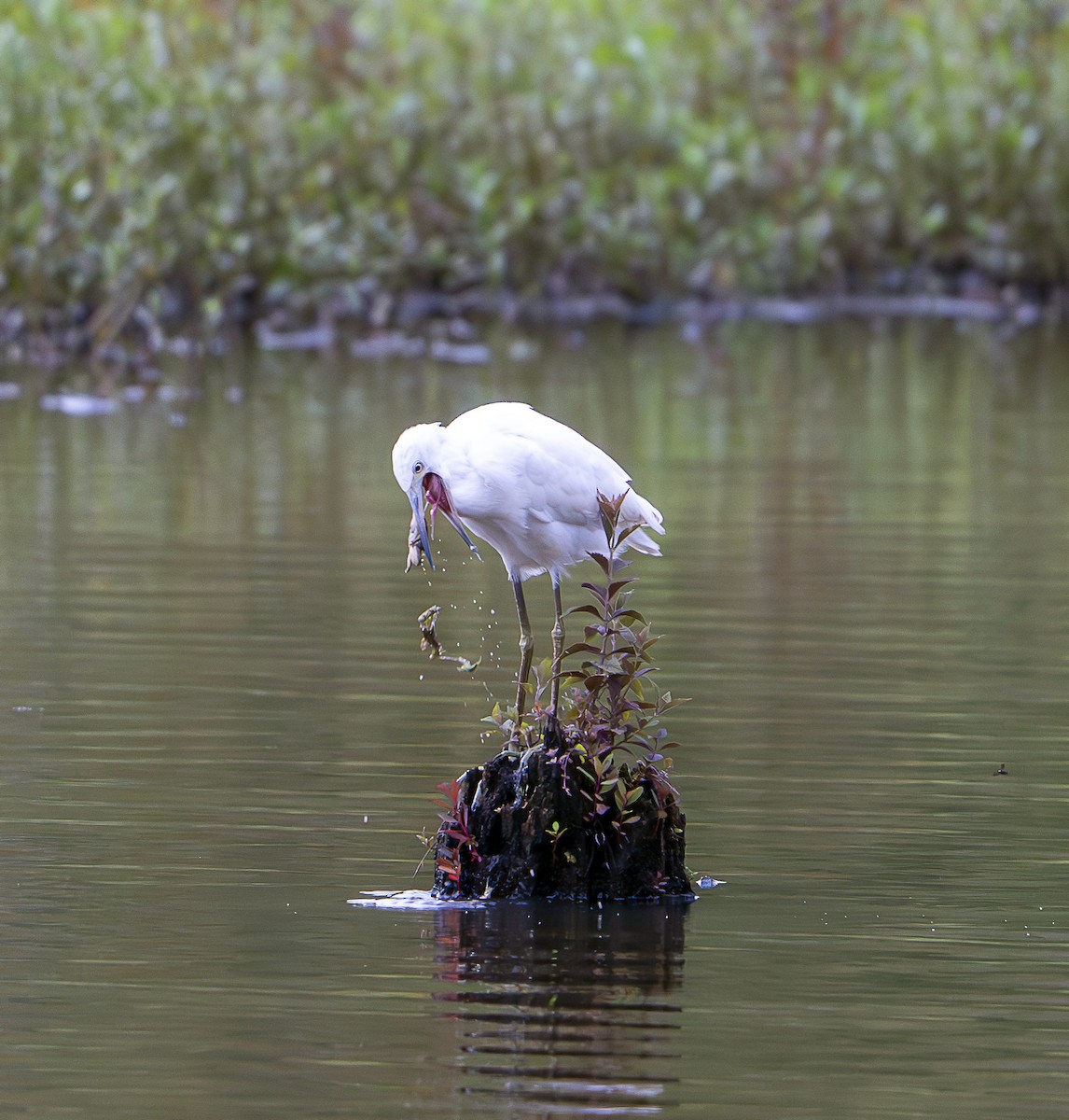 Little Blue Heron - ML640669472