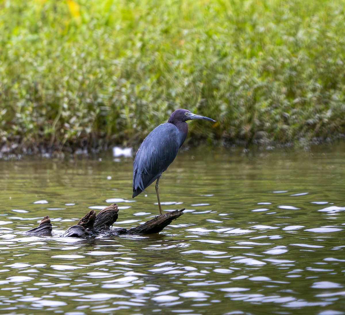 Little Blue Heron - ML640669478