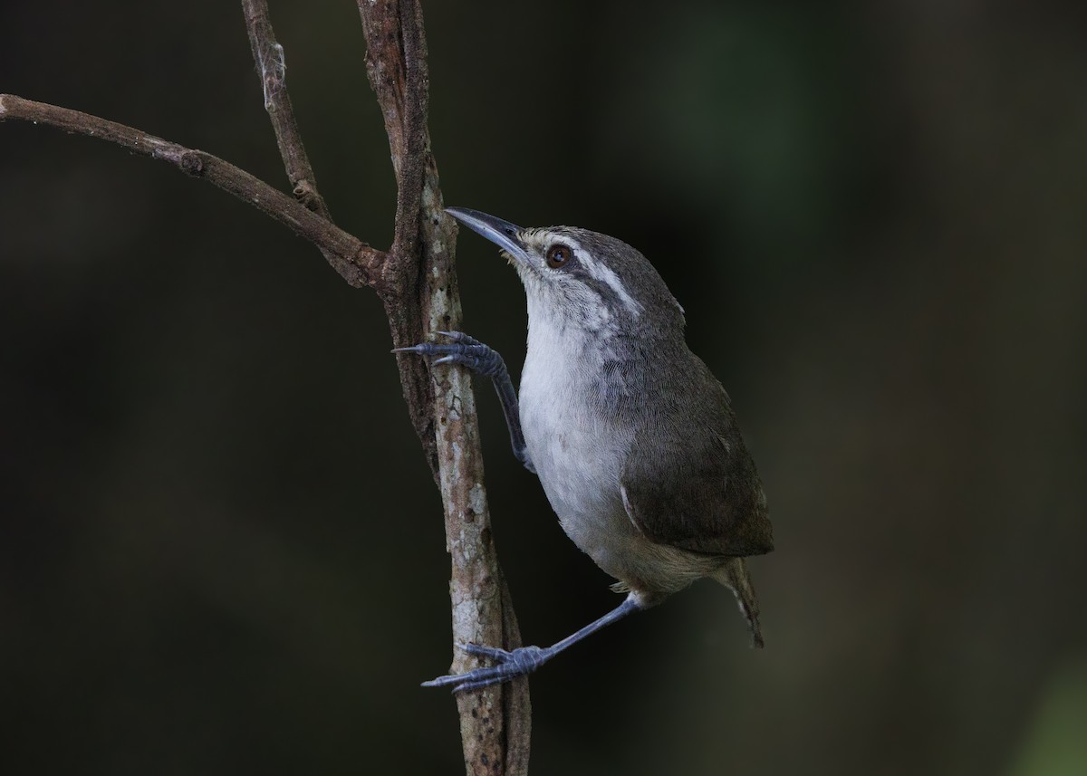 Isthmian Wren - ML640669492