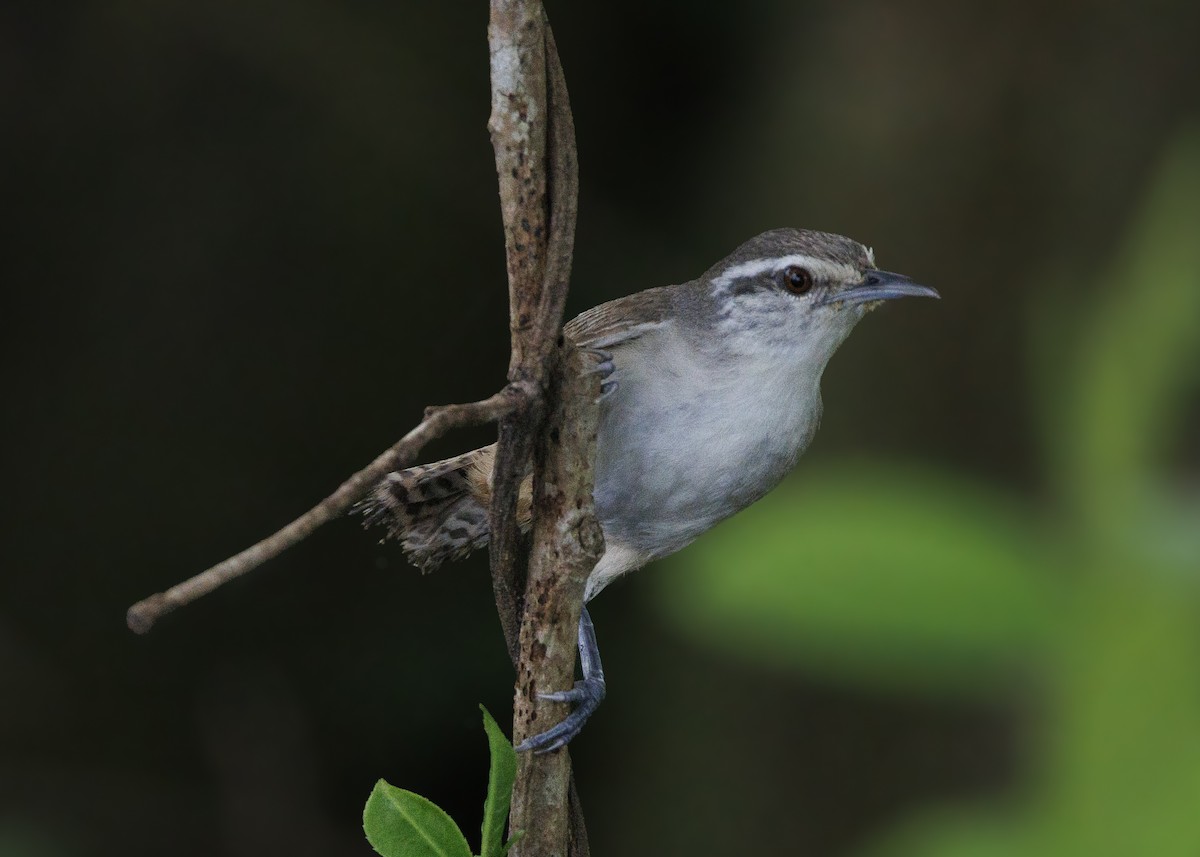 Isthmian Wren - ML640669494