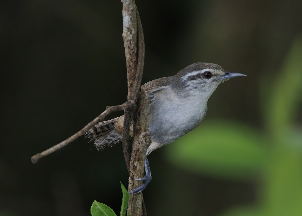 Isthmian Wren - ML640669495