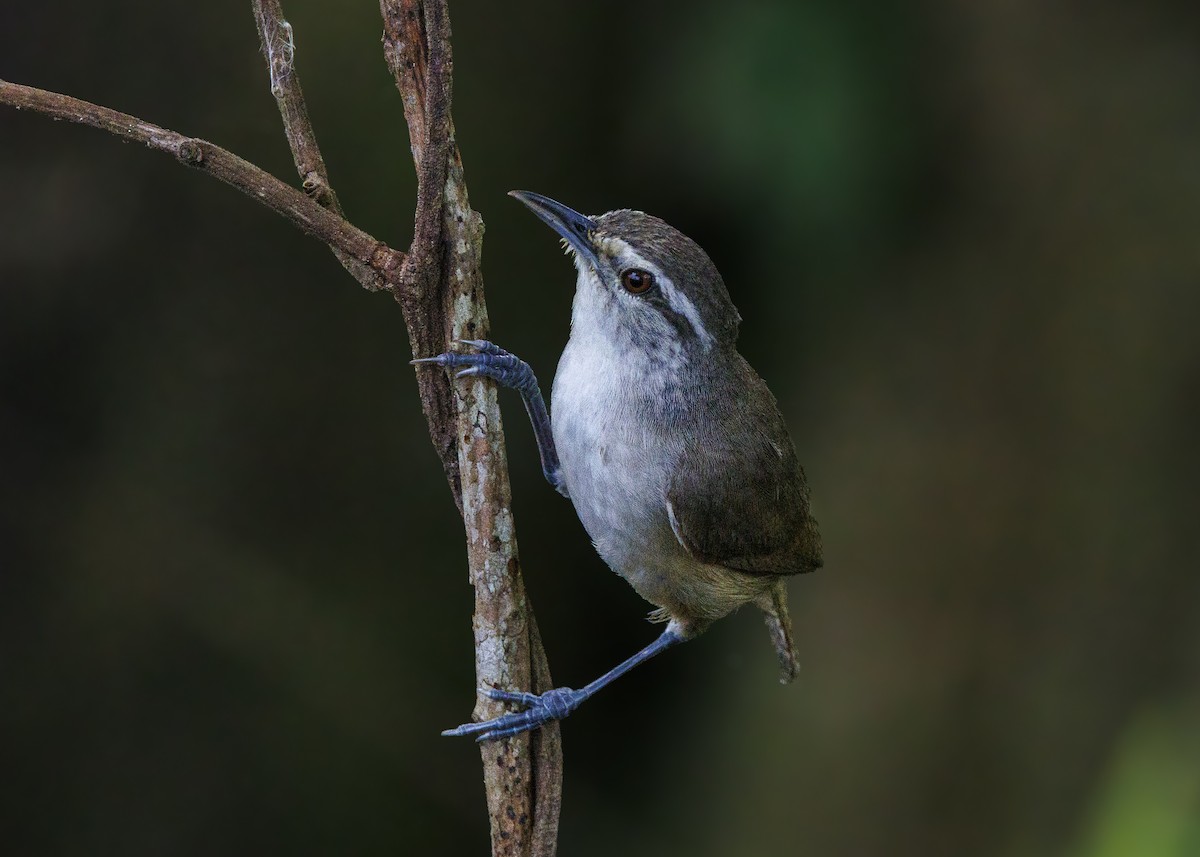 Isthmian Wren - ML640669496