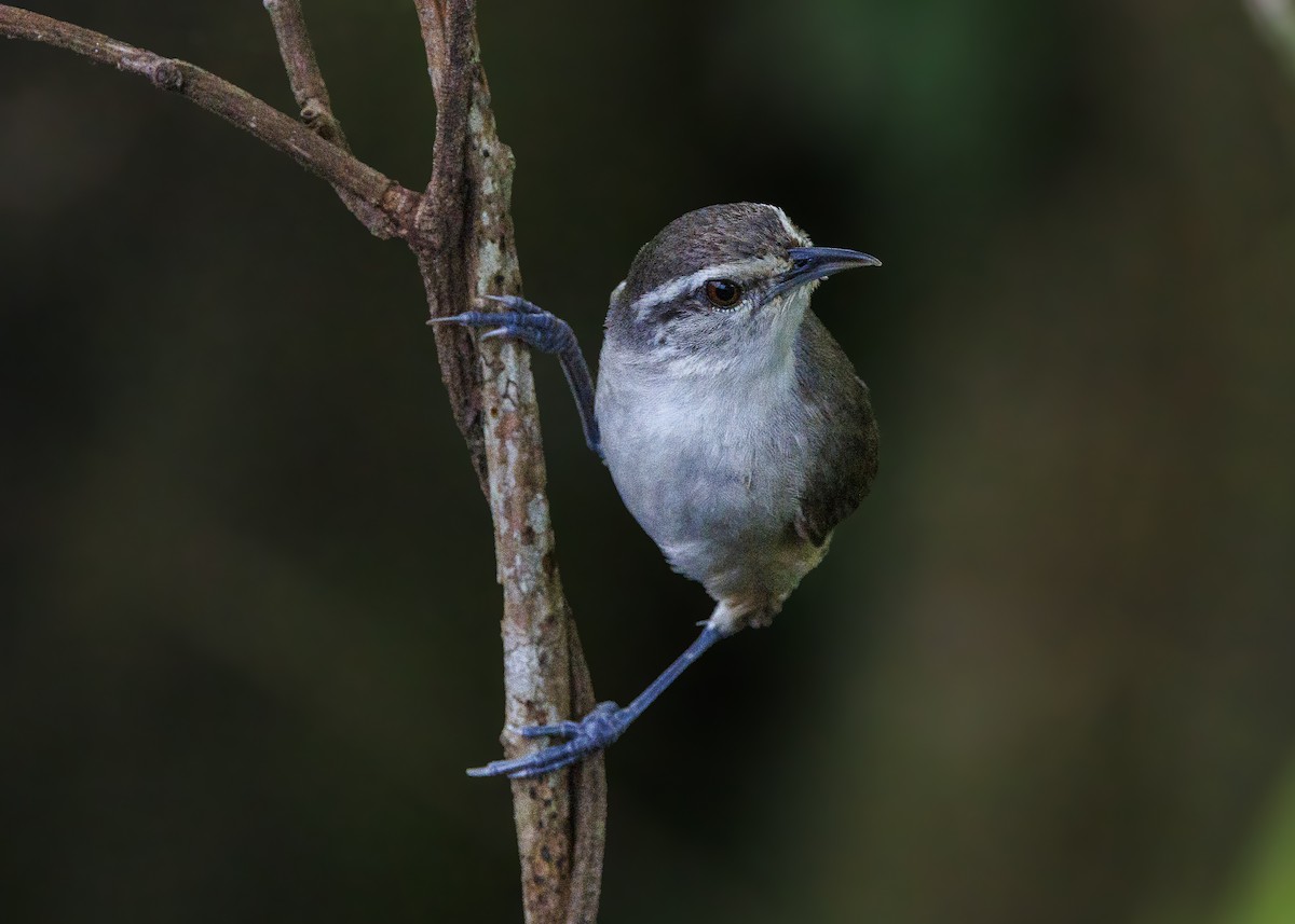 Isthmian Wren - ML640669497