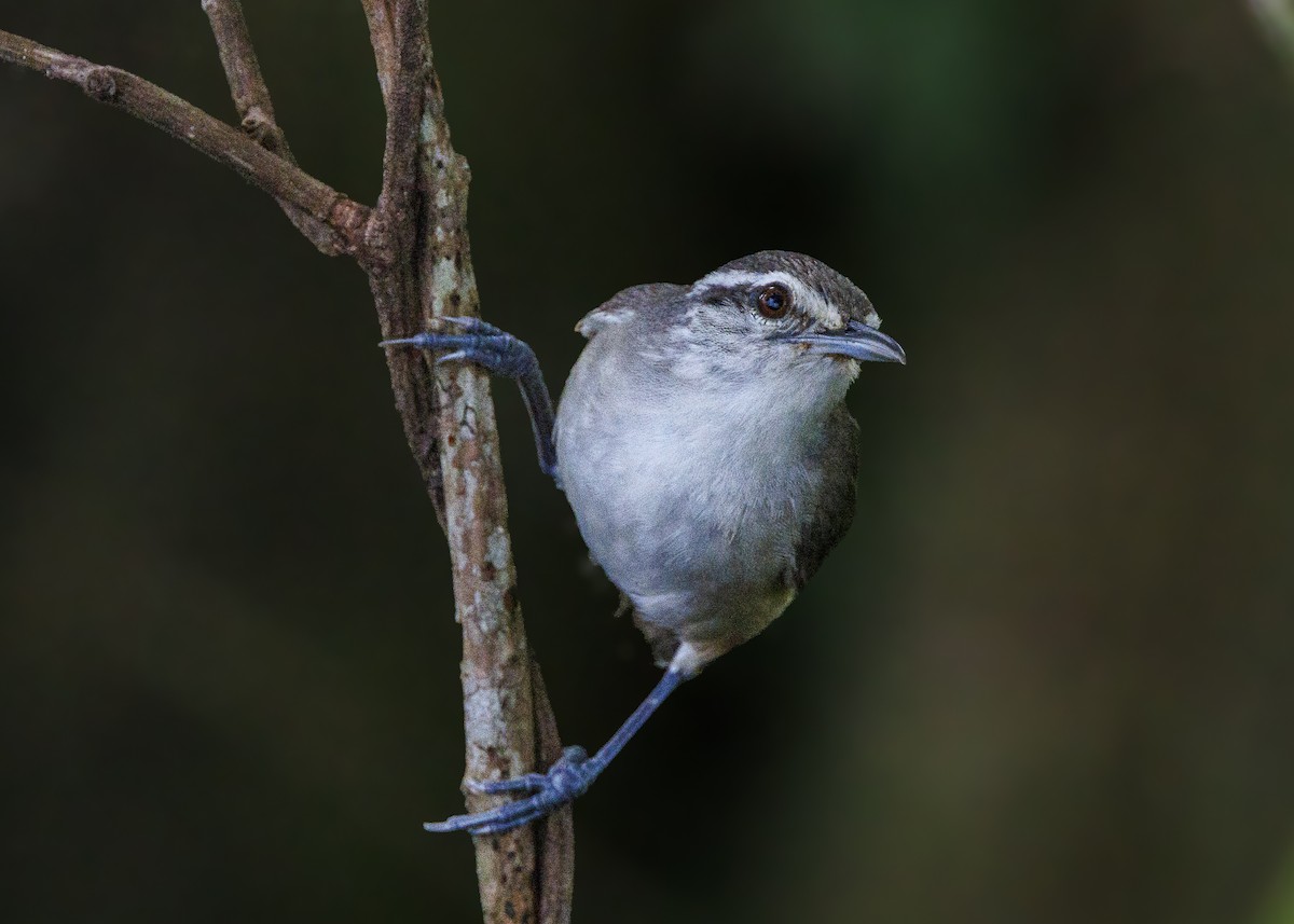 Isthmian Wren - ML640669498