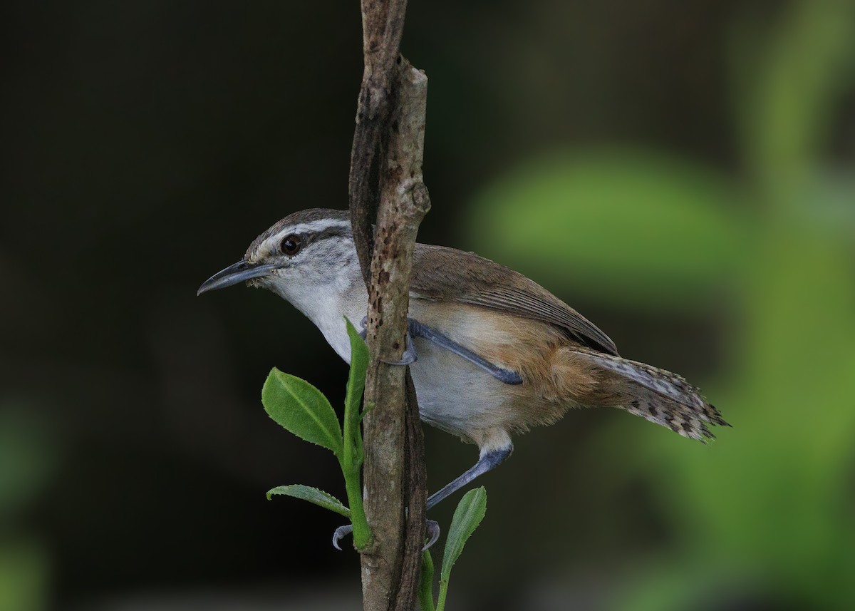 Isthmian Wren - ML640669499