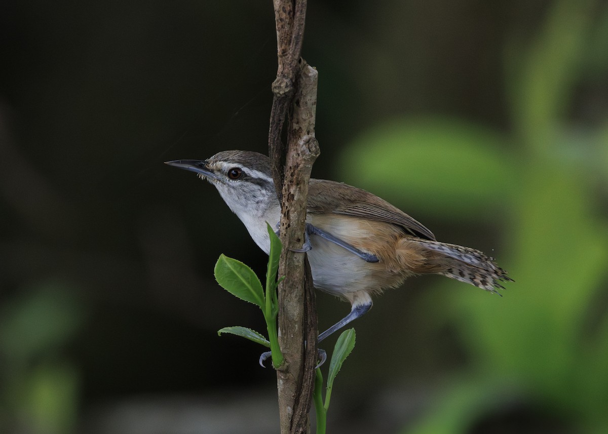 Isthmian Wren - ML640669501
