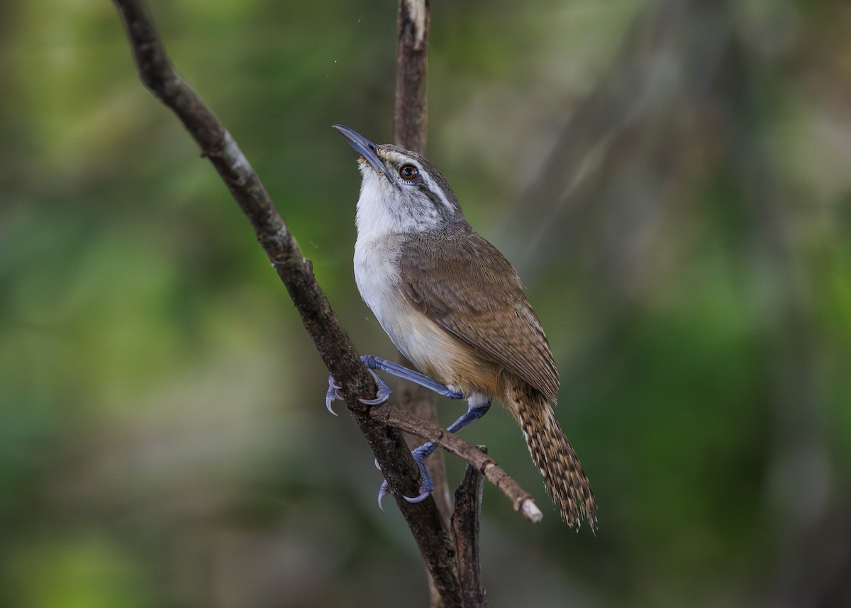 Isthmian Wren - ML640669502
