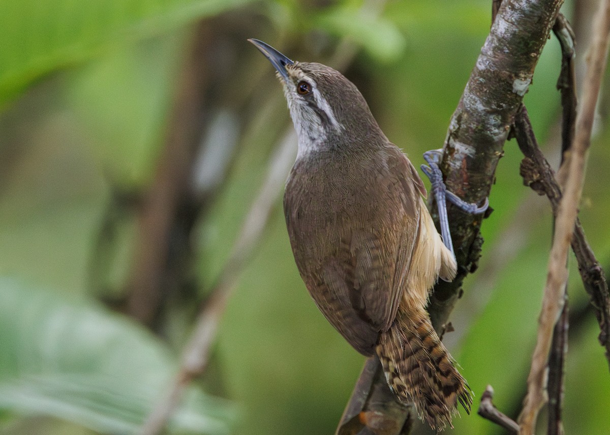Isthmian Wren - ML640669503