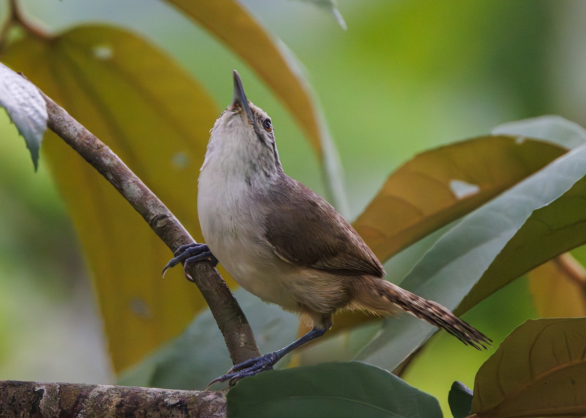 Isthmian Wren - ML640669507