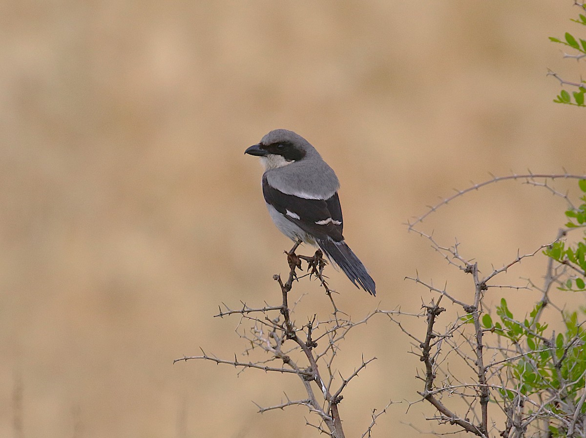 Great Gray Shrike (Sahara) - ML640669614
