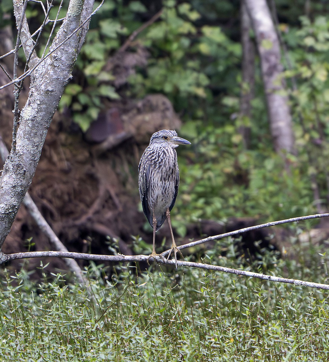 Yellow-crowned Night Heron - ML640669669