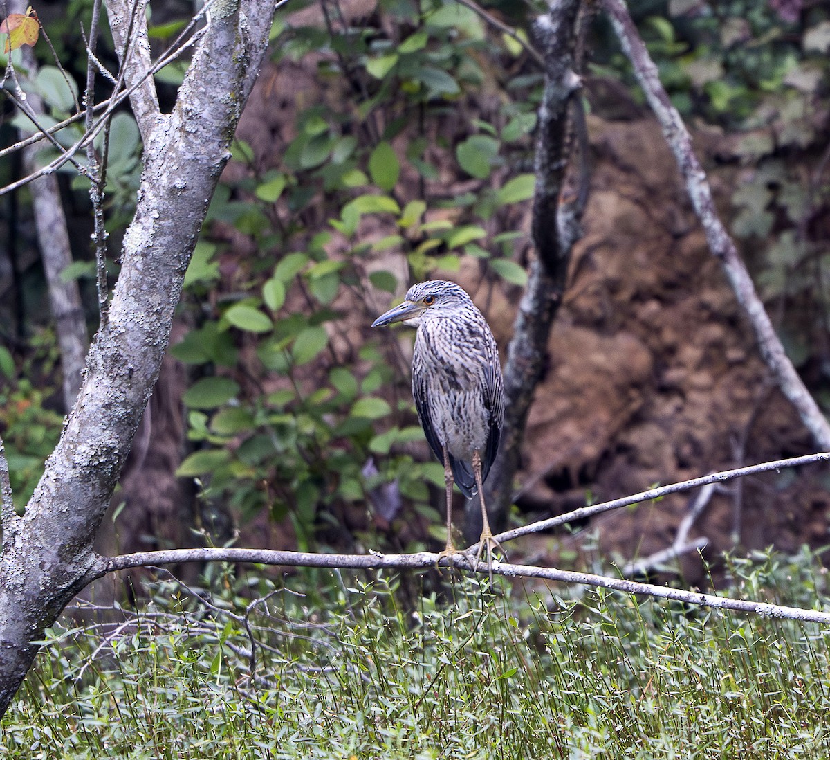 Yellow-crowned Night Heron - ML640669674