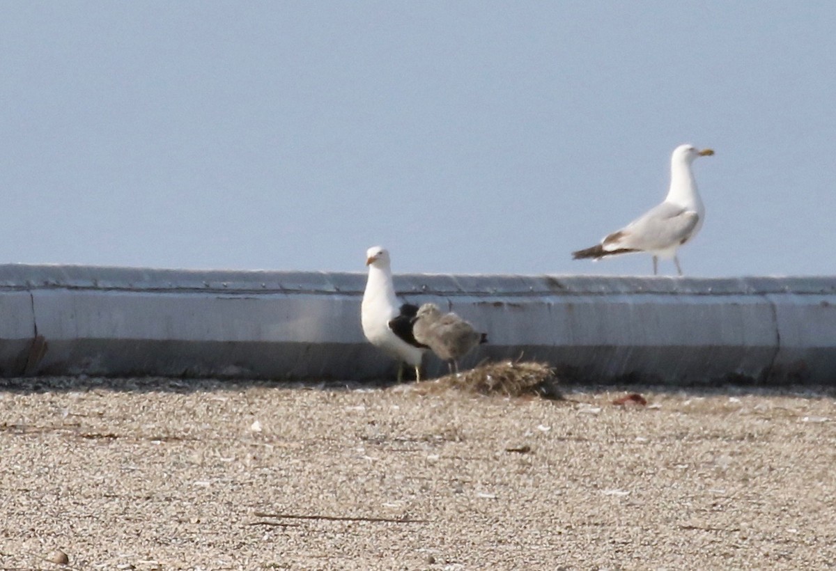 Kelp x American Herring Gull (hybrid) - ML640669738