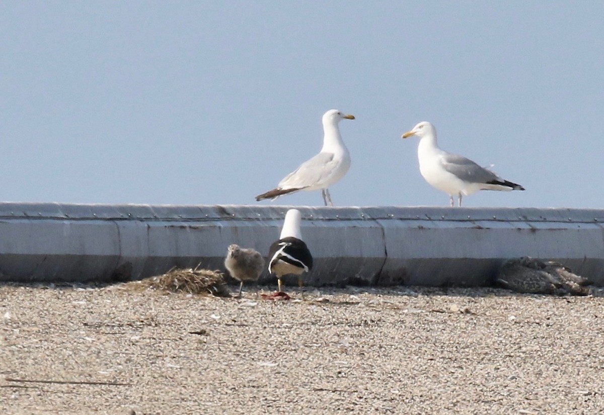 Kelp x American Herring Gull (hybrid) - ML640669739