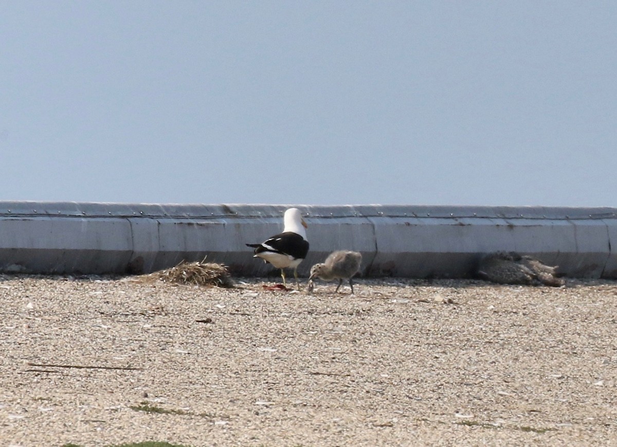 Kelp x American Herring Gull (hybrid) - ML640669740