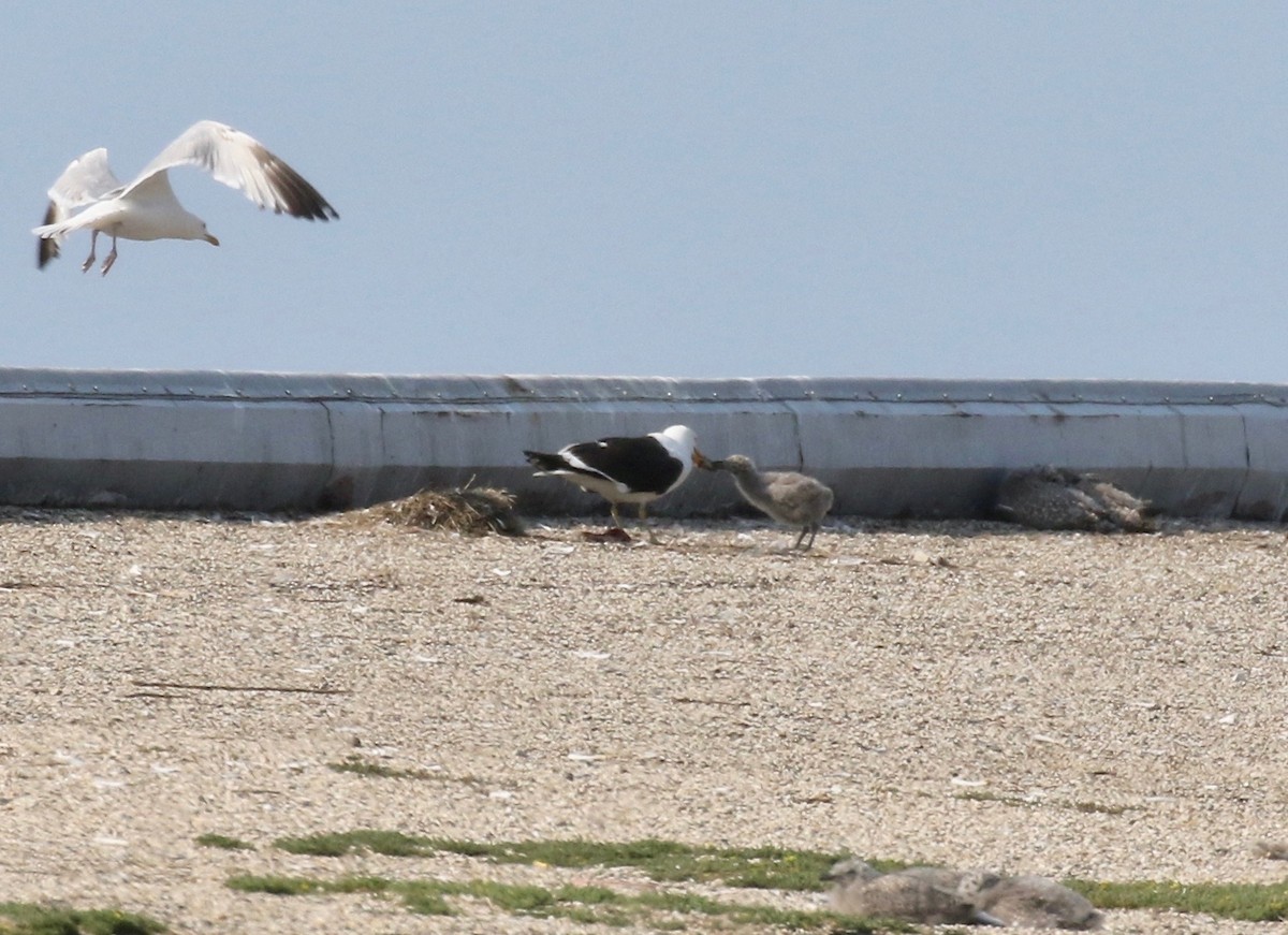 Kelp x American Herring Gull (hybrid) - ML640669741